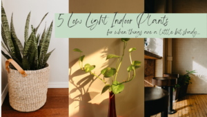 Read more about the article Top 5 Low Light Indoor Plants