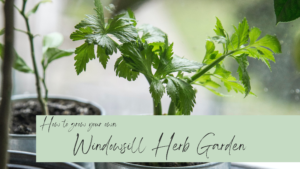 Read more about the article Grow Your Own: Windowsill Herb Garden