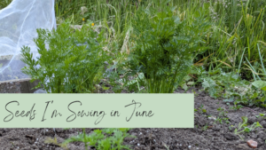 Read more about the article Seeds I’m Sowing in June