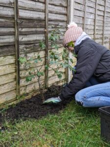 Author spreading mulch around rose in January